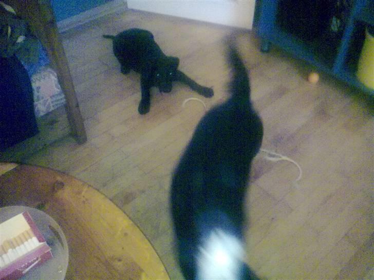 Blanding af racer Skipper billede 4