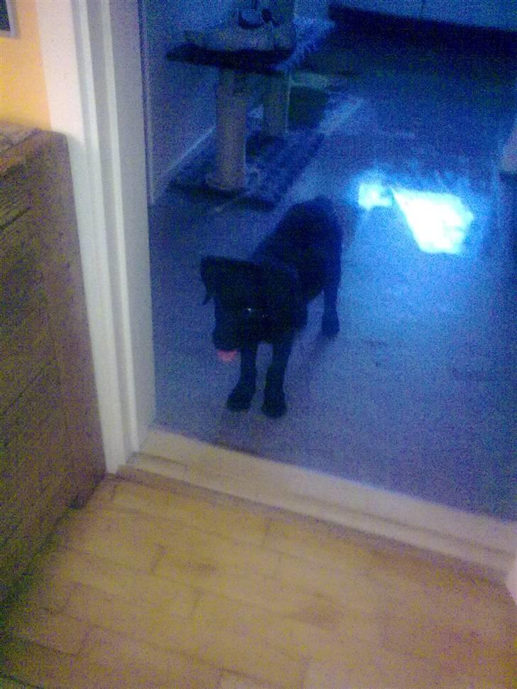 Blanding af racer Skipper billede 5