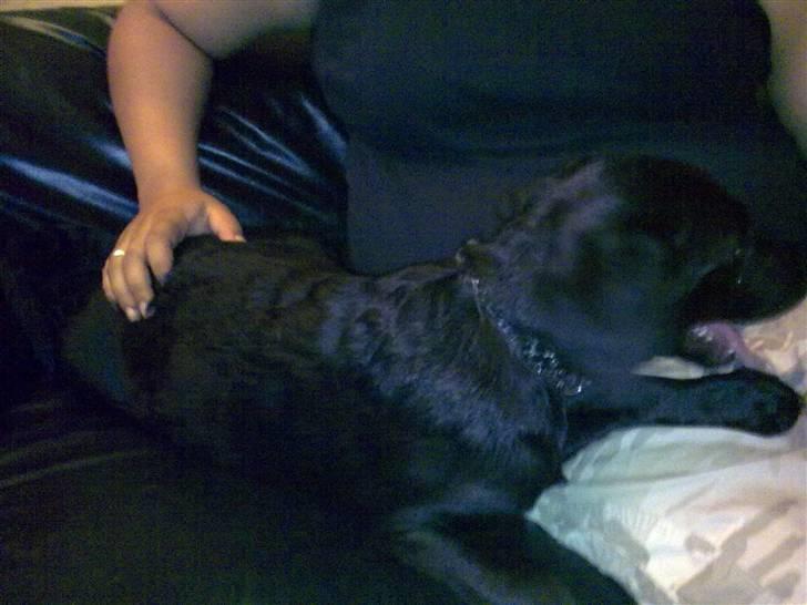 Blanding af racer Skipper billede 6