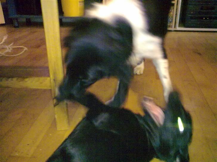 Blanding af racer Skipper billede 7