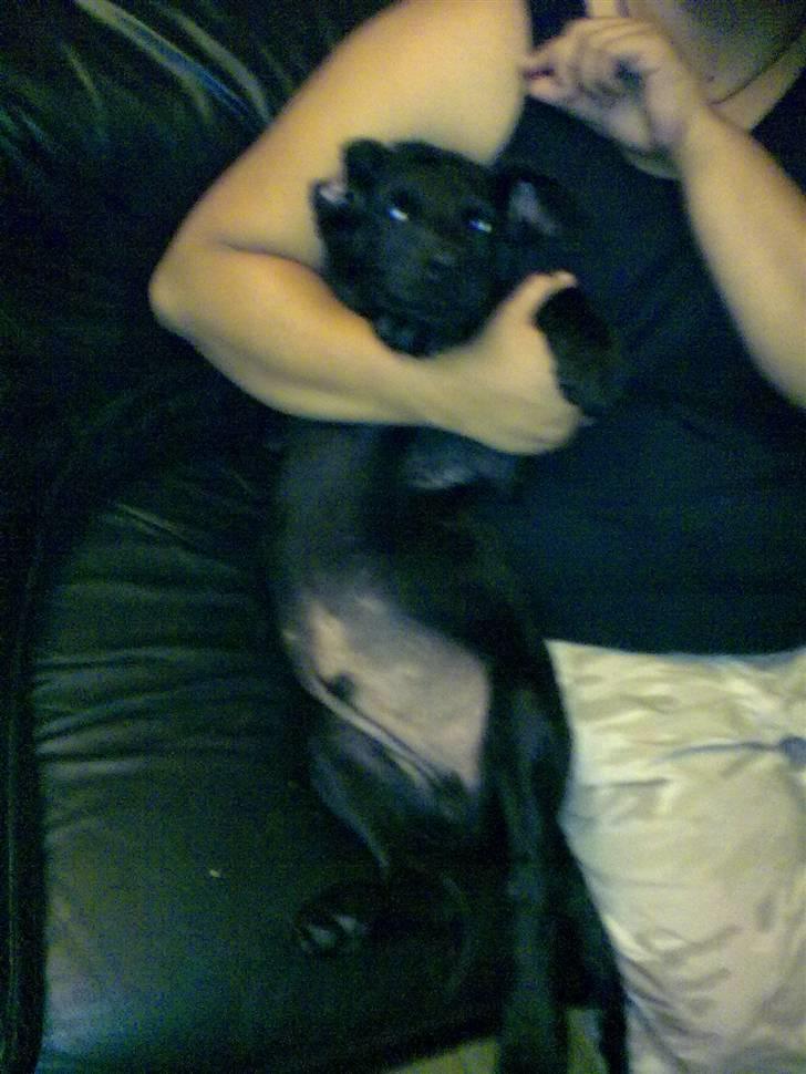 Blanding af racer Skipper billede 8