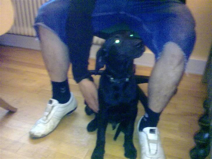 Blanding af racer Skipper billede 9