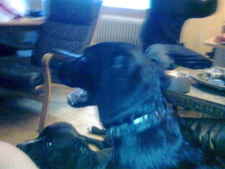 Blanding af racer Skipper billede 10