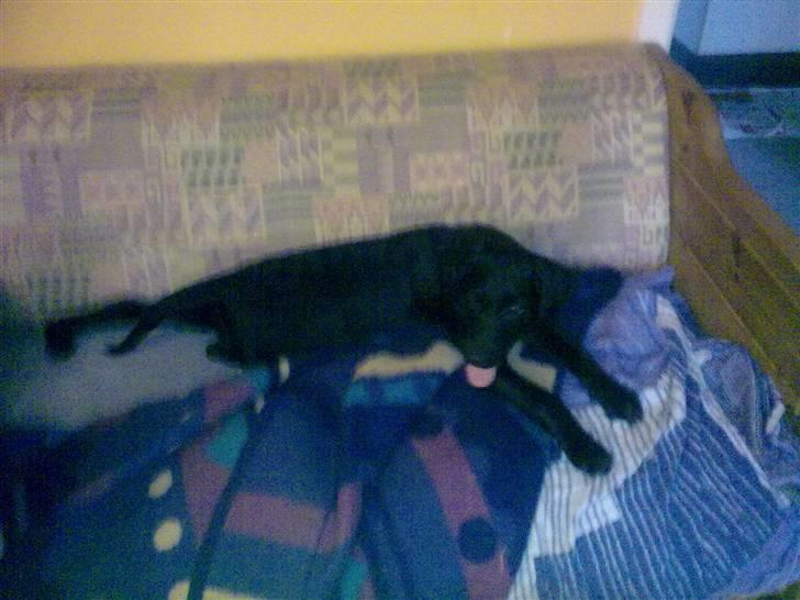 Blanding af racer Skipper billede 11