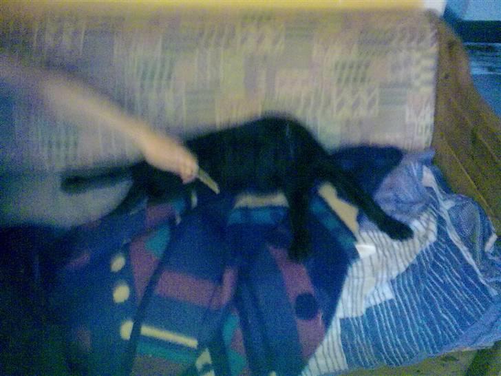 Blanding af racer Skipper billede 12