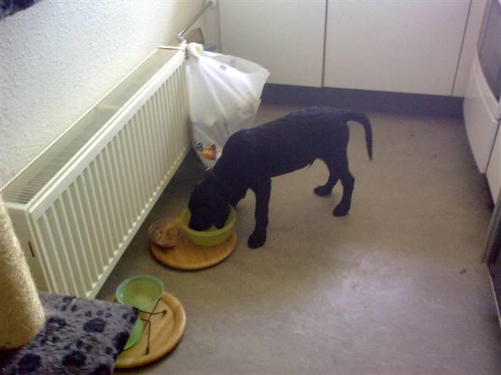 Blanding af racer Skipper billede 13