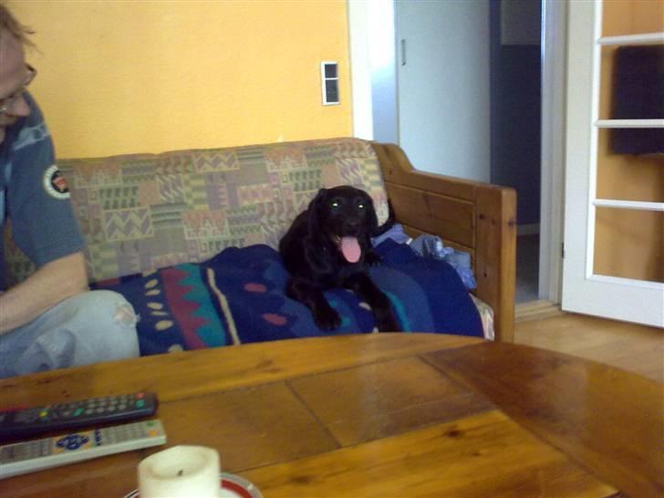 Blanding af racer Skipper billede 16