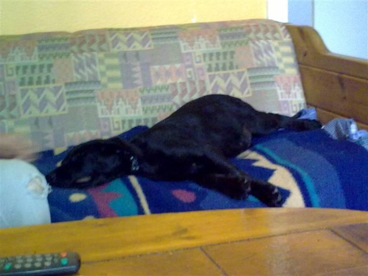 Blanding af racer Skipper billede 17