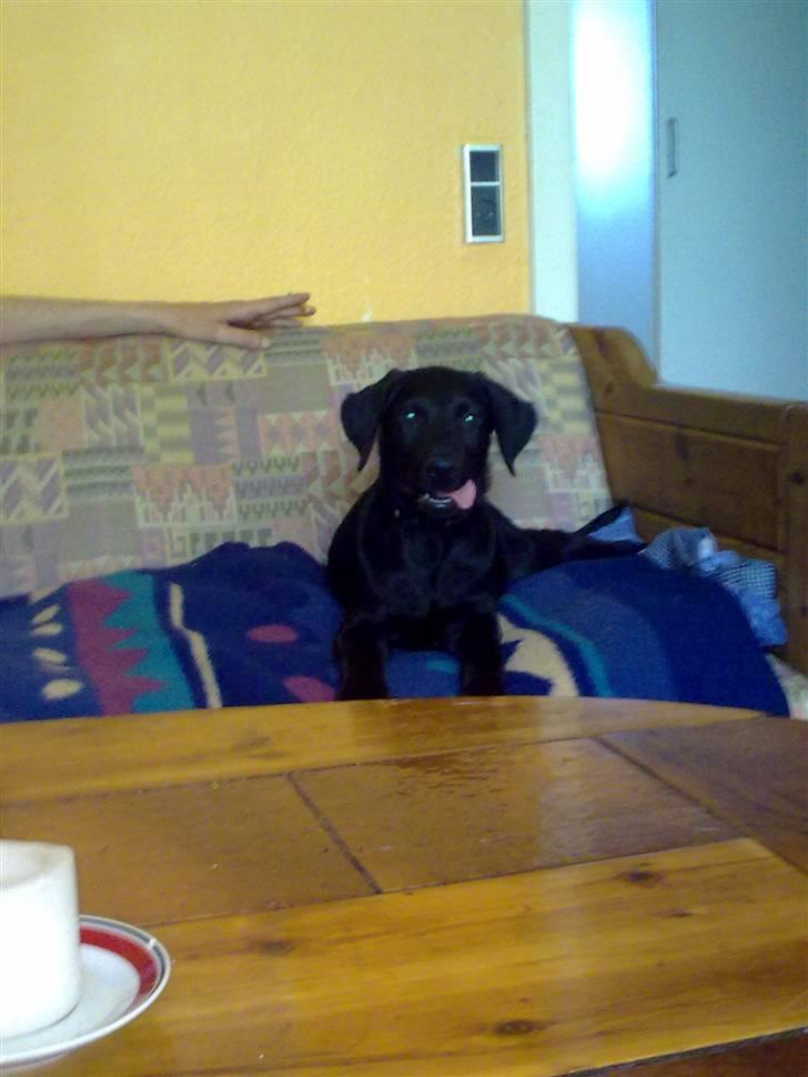 Blanding af racer Skipper billede 18