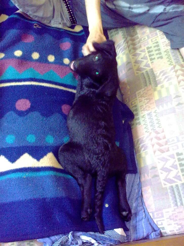 Blanding af racer Skipper billede 19