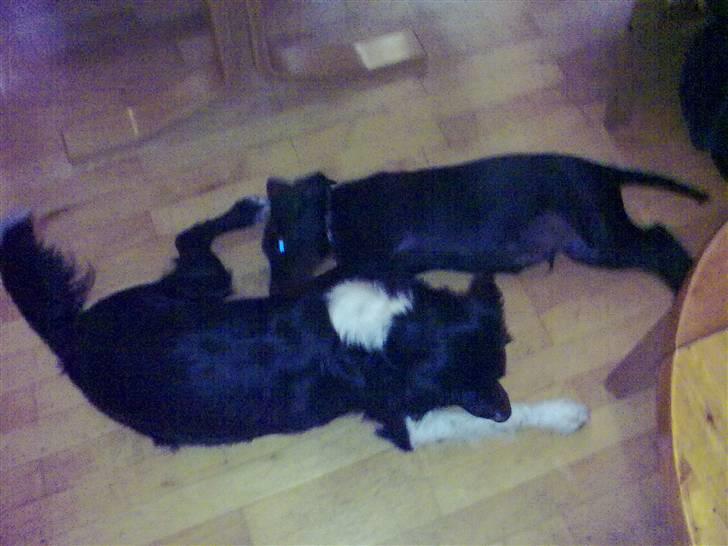 Blanding af racer Skipper billede 20