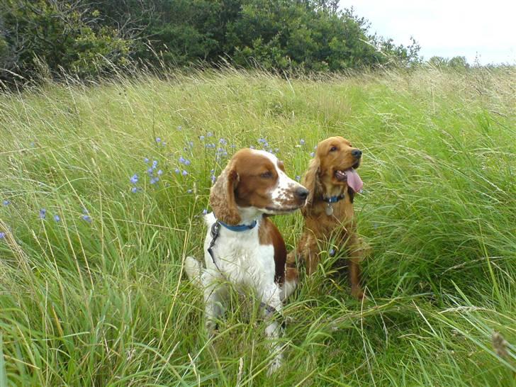 Welsh springer spaniel Monty - Monty og Skipper ved stranden billede 8
