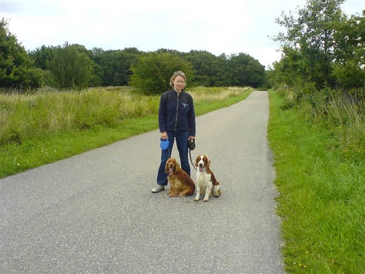 Welsh springer spaniel Monty - Monty og Skipper på tur billede 9