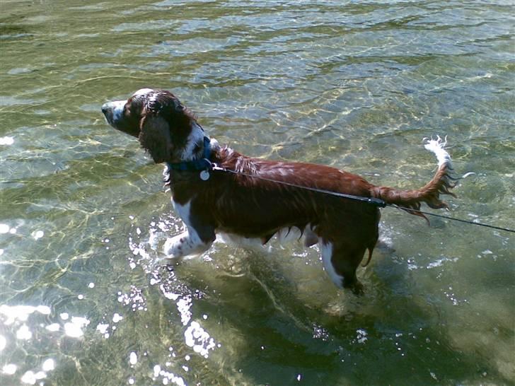 Welsh springer spaniel Monty - Vandhunden Monty billede 11