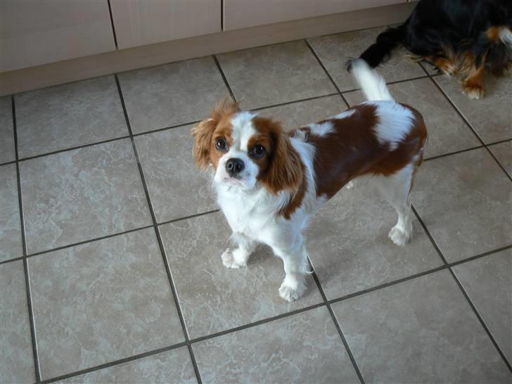 Cavalier king charles spaniel Cavalot´s Emma billede 9