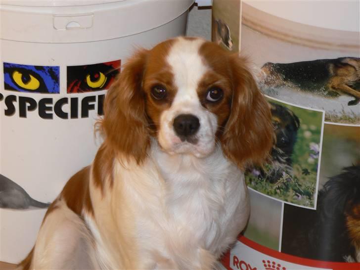 Cavalier king charles spaniel Cavalot´s Emma billede 10