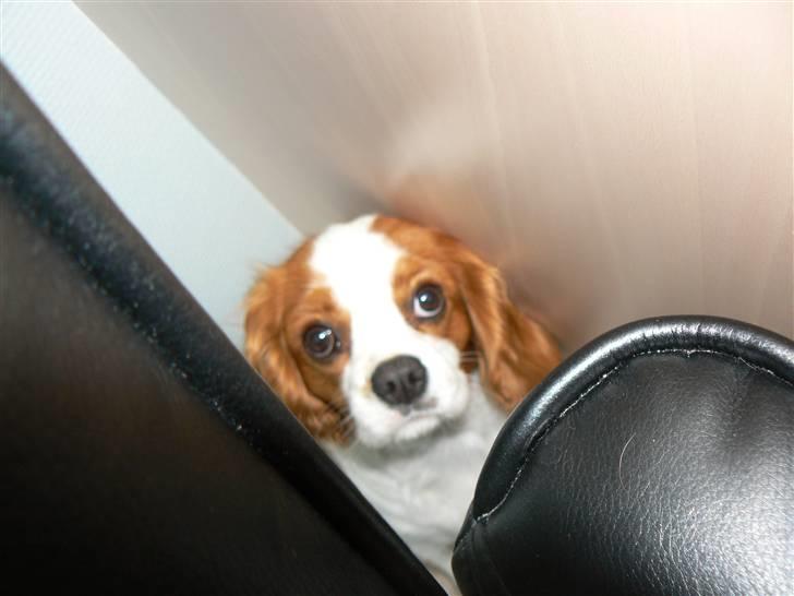 Cavalier king charles spaniel Cavalot´s Emma billede 11