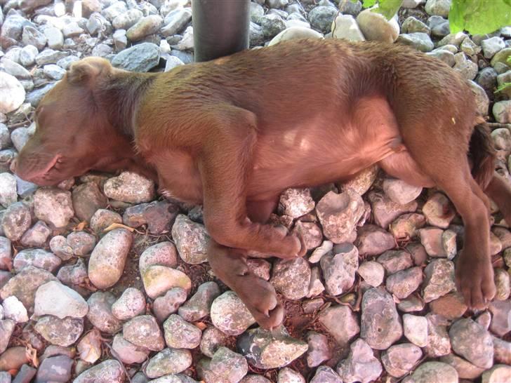 Labrador retriever Samson billede 5