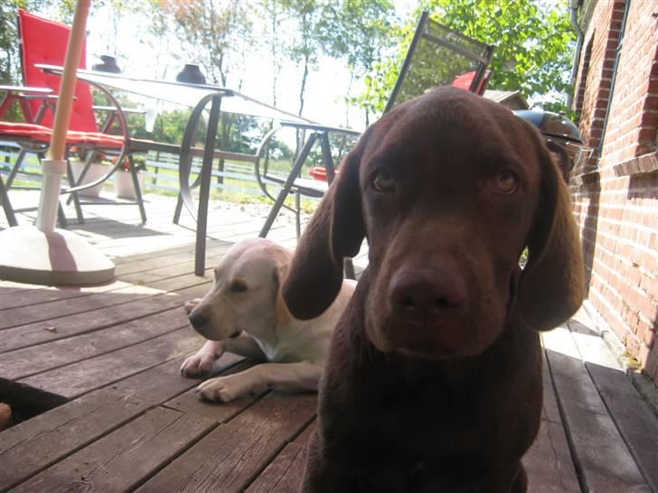 Labrador retriever Samson billede 6