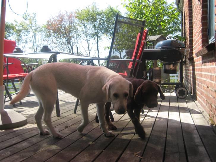 Labrador retriever Samson billede 7