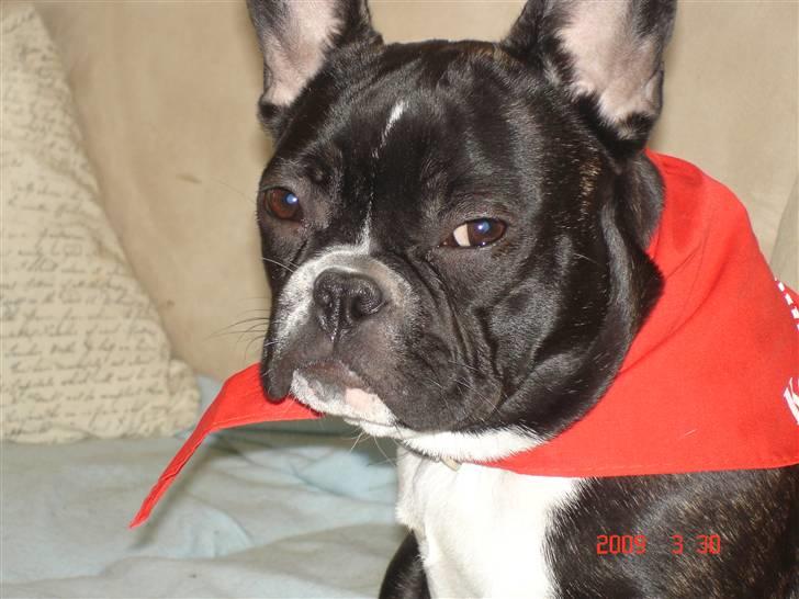 Fransk bulldog Karla (Kelli) - Karla fotomodel billede 1