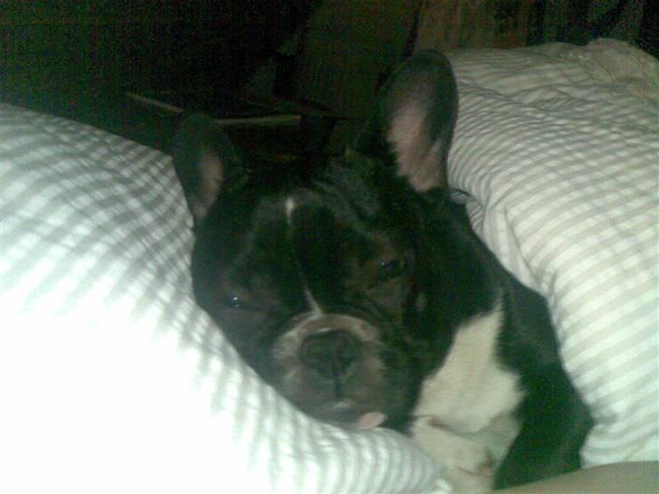 Fransk bulldog Karla (Kelli) - Elsker at putte i mors seng billede 2