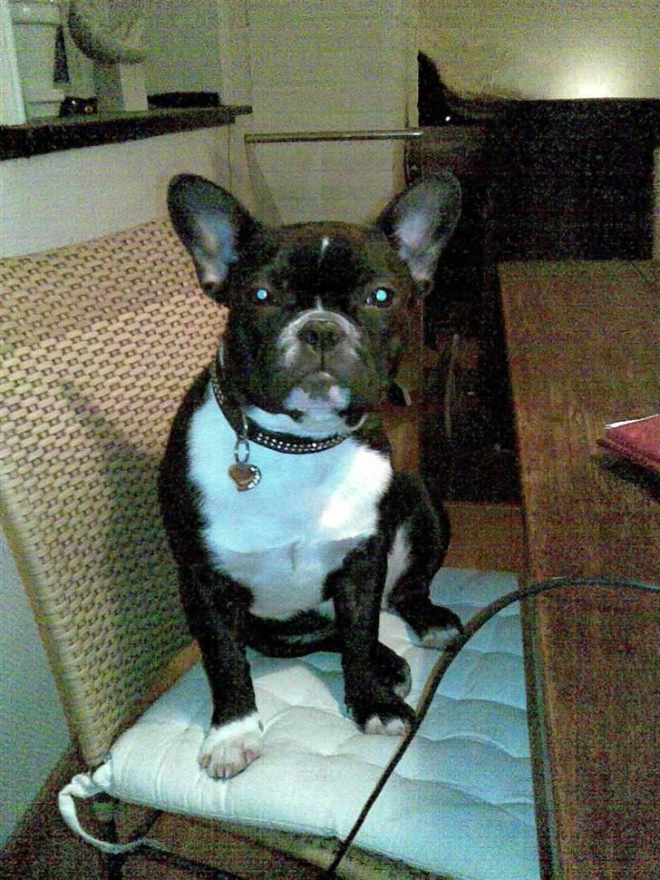 Fransk bulldog Karla (Kelli) - Jeg er et medlem i familien - så jeg skal da også sidde med ved bordet billede 3
