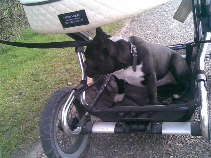 Fransk bulldog Karla (Kelli) - Hvor er det  skønt med en barnevogn når man ikke gider gå mere.... billede 4