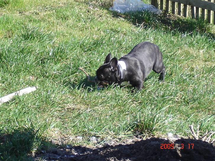 Fransk bulldog Karla (Kelli) - Elsker min have... billede 5