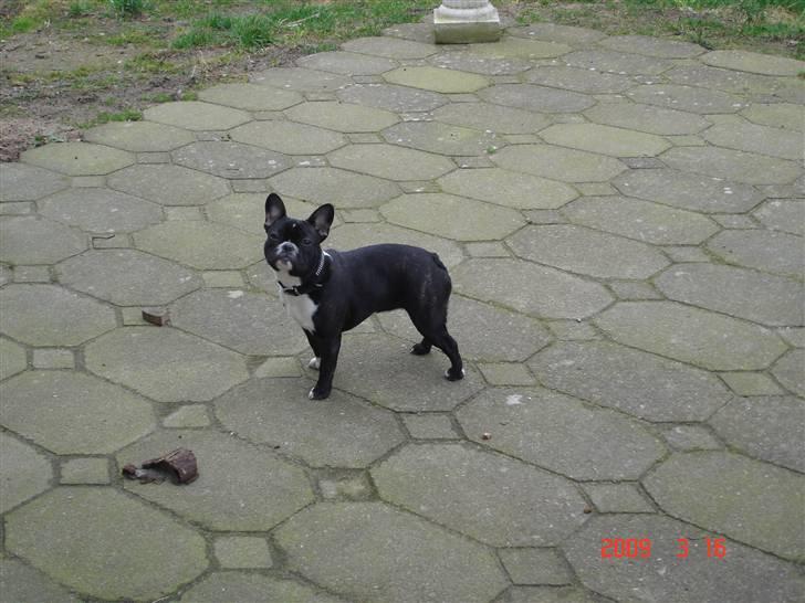 Fransk bulldog Karla (Kelli) - Fine mig billede 6