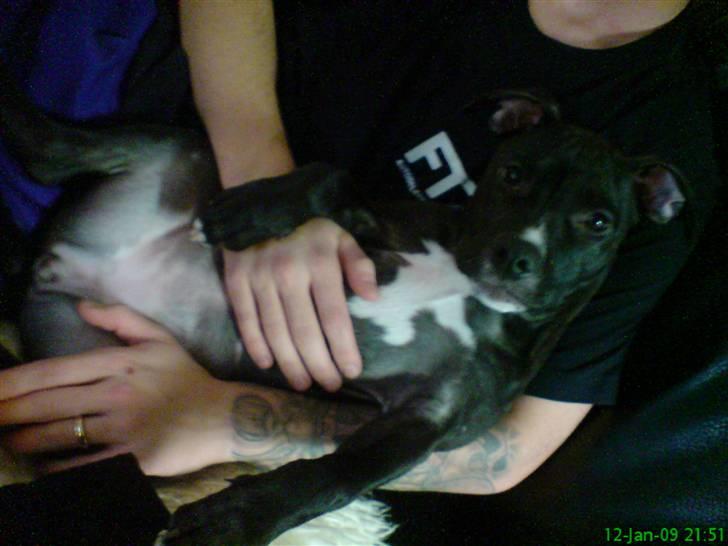 Amerikansk staffordshire terrier Lilly - Der er hun 6 mdr. billede 1