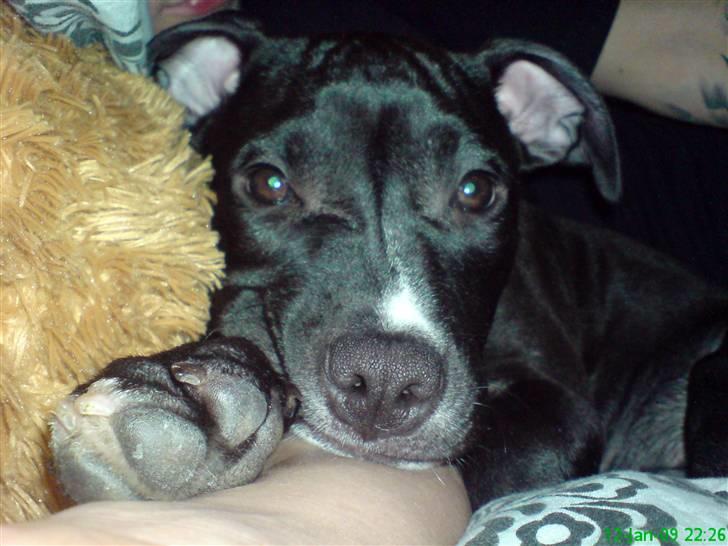 Amerikansk staffordshire terrier Lilly - 6 mdr. billede 2