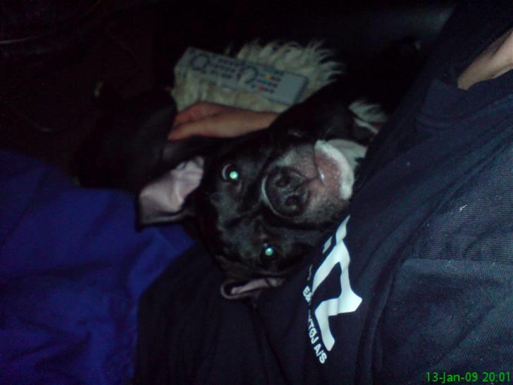 Amerikansk staffordshire terrier Lilly - 6 mdr. billede 3