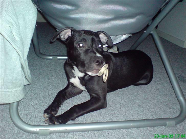 Amerikansk staffordshire terrier Lilly - 6 mdr. billede 4