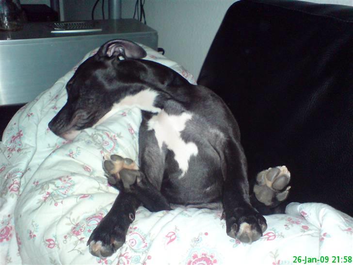 Amerikansk staffordshire terrier Lilly - 6 mdr. billede 5