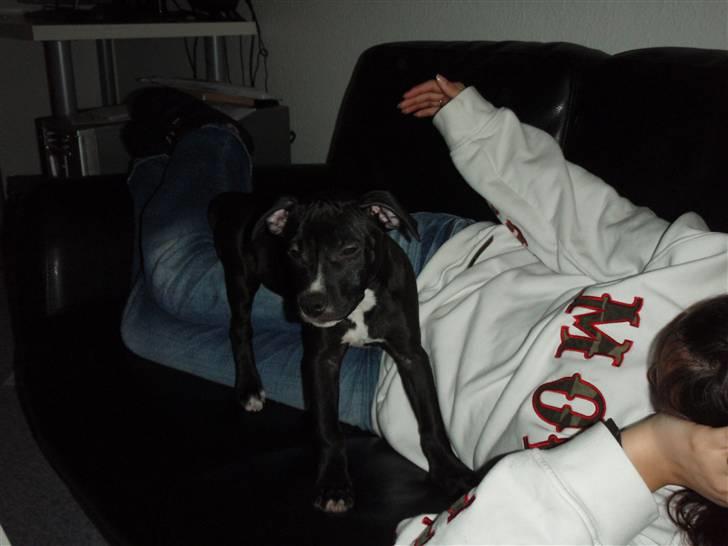 Amerikansk staffordshire terrier Lilly - Der er hun 5 mdr. billede 6