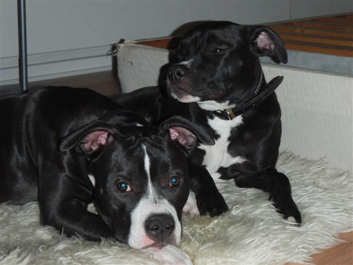 Amerikansk staffordshire terrier Lilly - Der ligger hun med sin søster til venstre der er de 7 mdr. billede 7