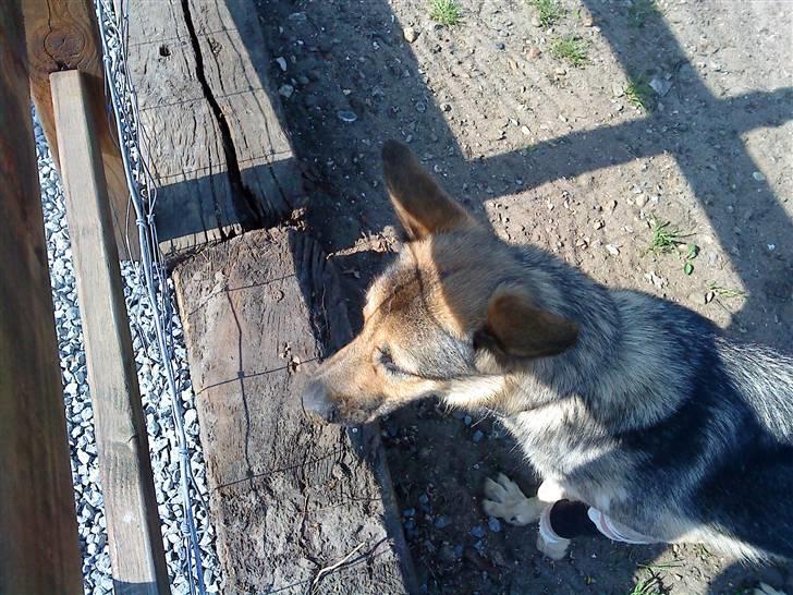 Schæferhund Jean(min øjesten<3) billede 4