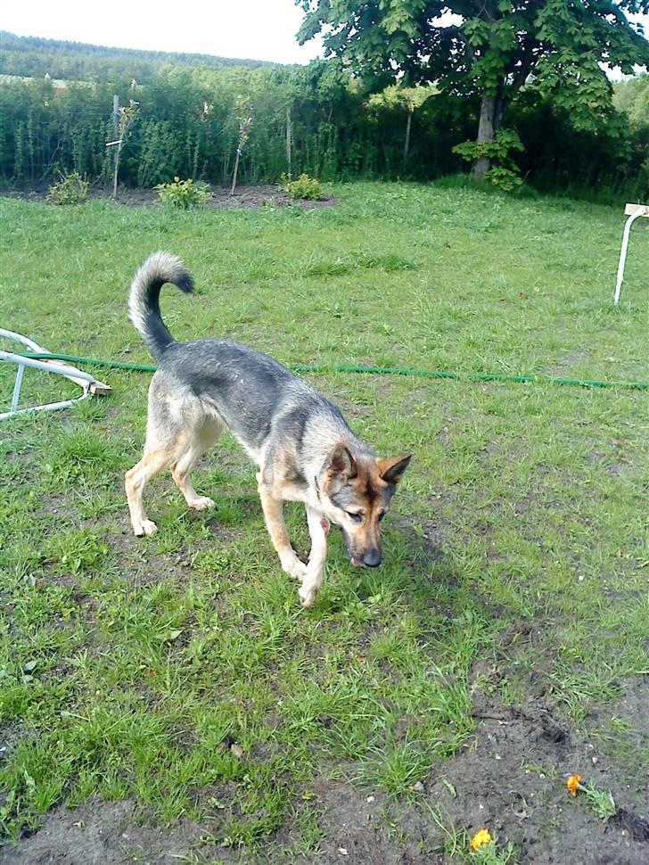 Schæferhund Jean(min øjesten<3) billede 5