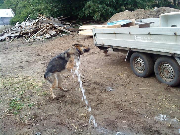 Schæferhund Jean(min øjesten<3) - Jeg skal altid hoppe efter vandet når Naja kaster det ud af stalden... billede 6