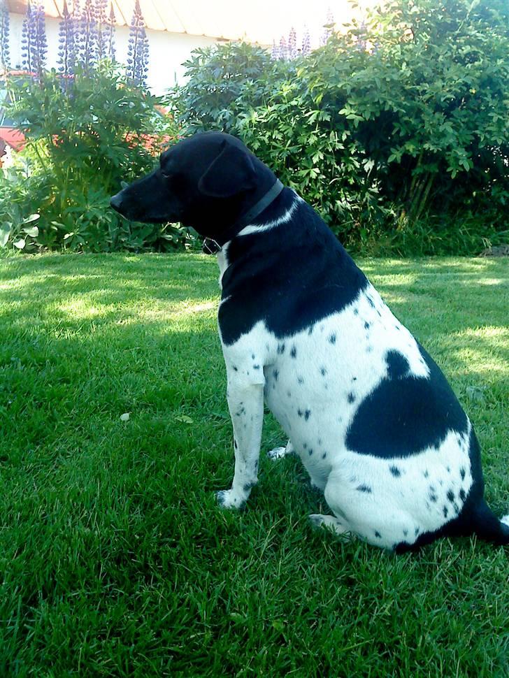 Dansk svensk gaardhund Valde(tante og onkels) - Hej og velkommen til min lille profil...<33 billede 1