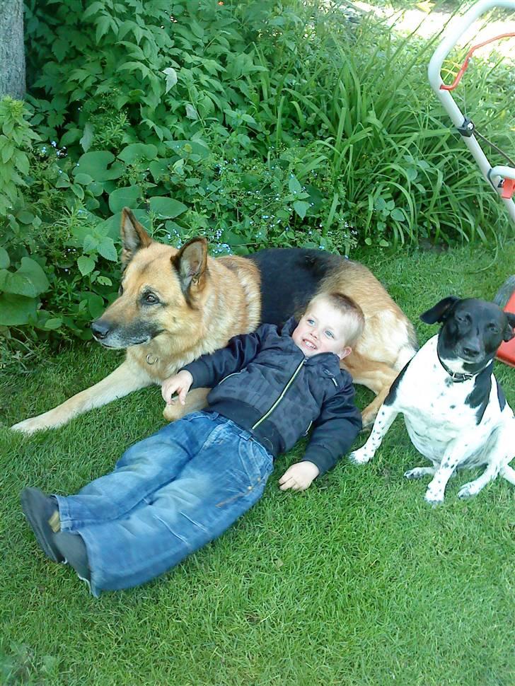 Dansk svensk gaardhund Valde(tante og onkels) - Med mine bedste venner billede 2