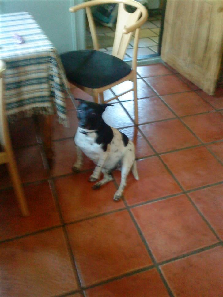 Dansk svensk gaardhund Valde(tante og onkels) billede 3