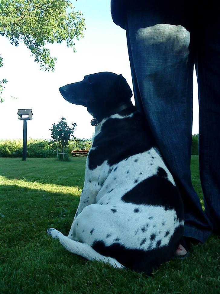 Dansk svensk gaardhund Valde(tante og onkels) - Smuk som han er<33 billede 4