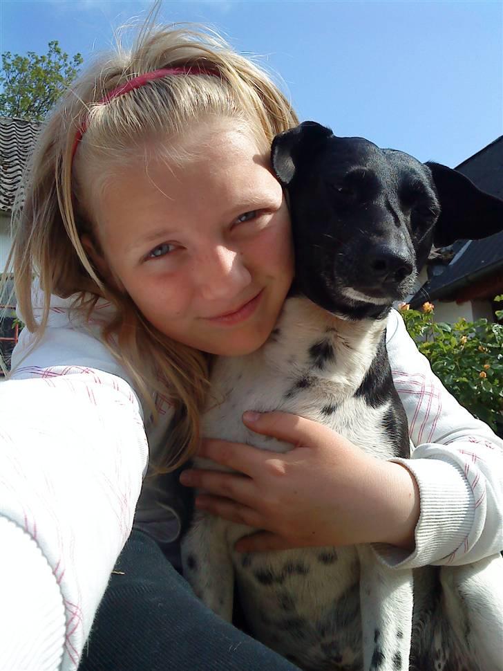 Dansk svensk gaardhund Valde(tante og onkels) - Med min aller bedste ven <33 billede 5