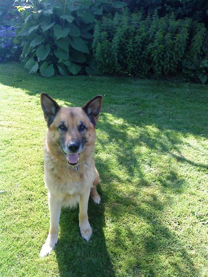 Schæferhund Storm(Tante og Onkel's) - Hej og velkommen til min profil...<33 billede 1