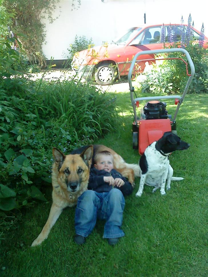 Schæferhund Storm(Tante og Onkel's) billede 2
