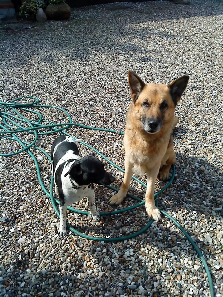 Schæferhund Storm(Tante og Onkel's) - Stor Storm og lille Valde billede 4