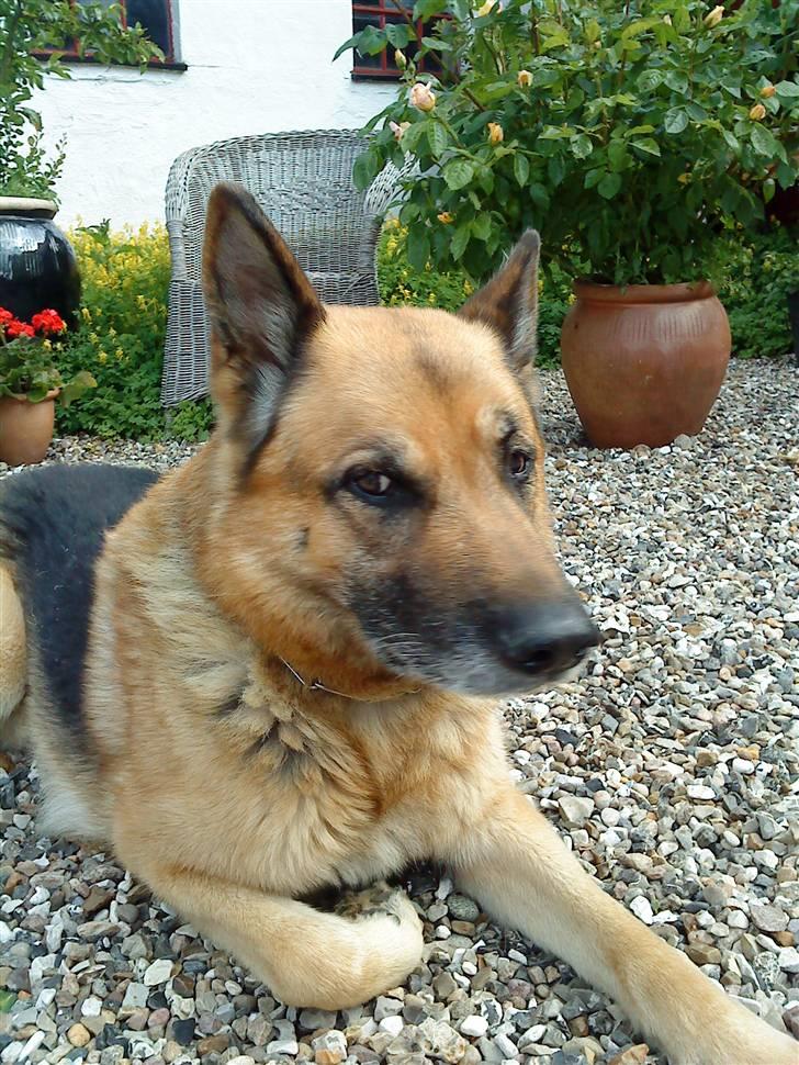 Schæferhund Storm(Tante og Onkel's) - sker der noget billede 5