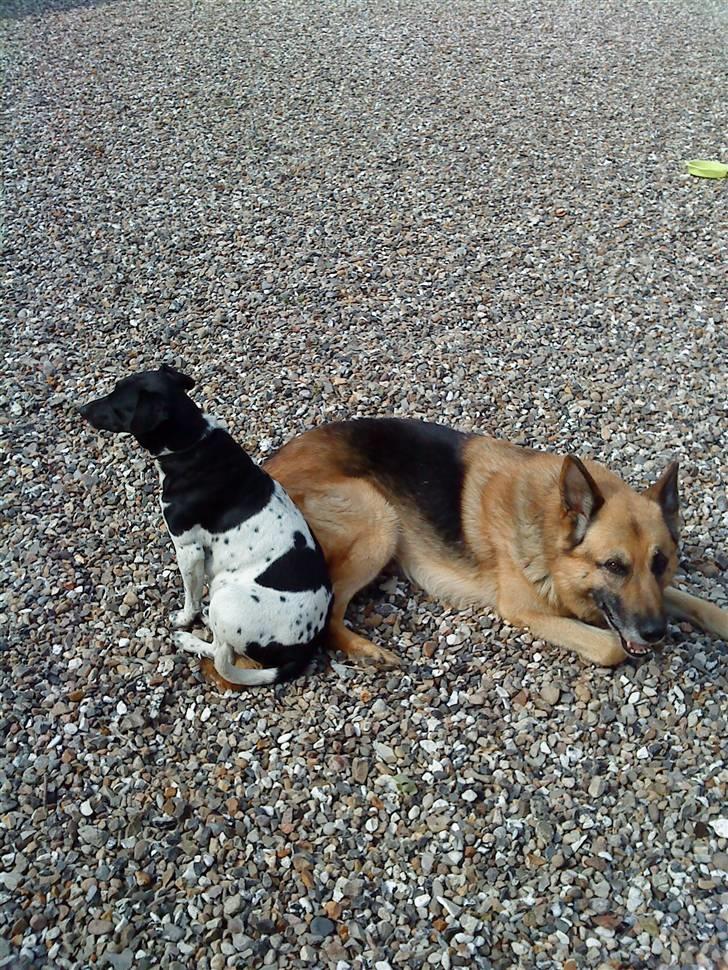 Schæferhund Storm(Tante og Onkel's) billede 6